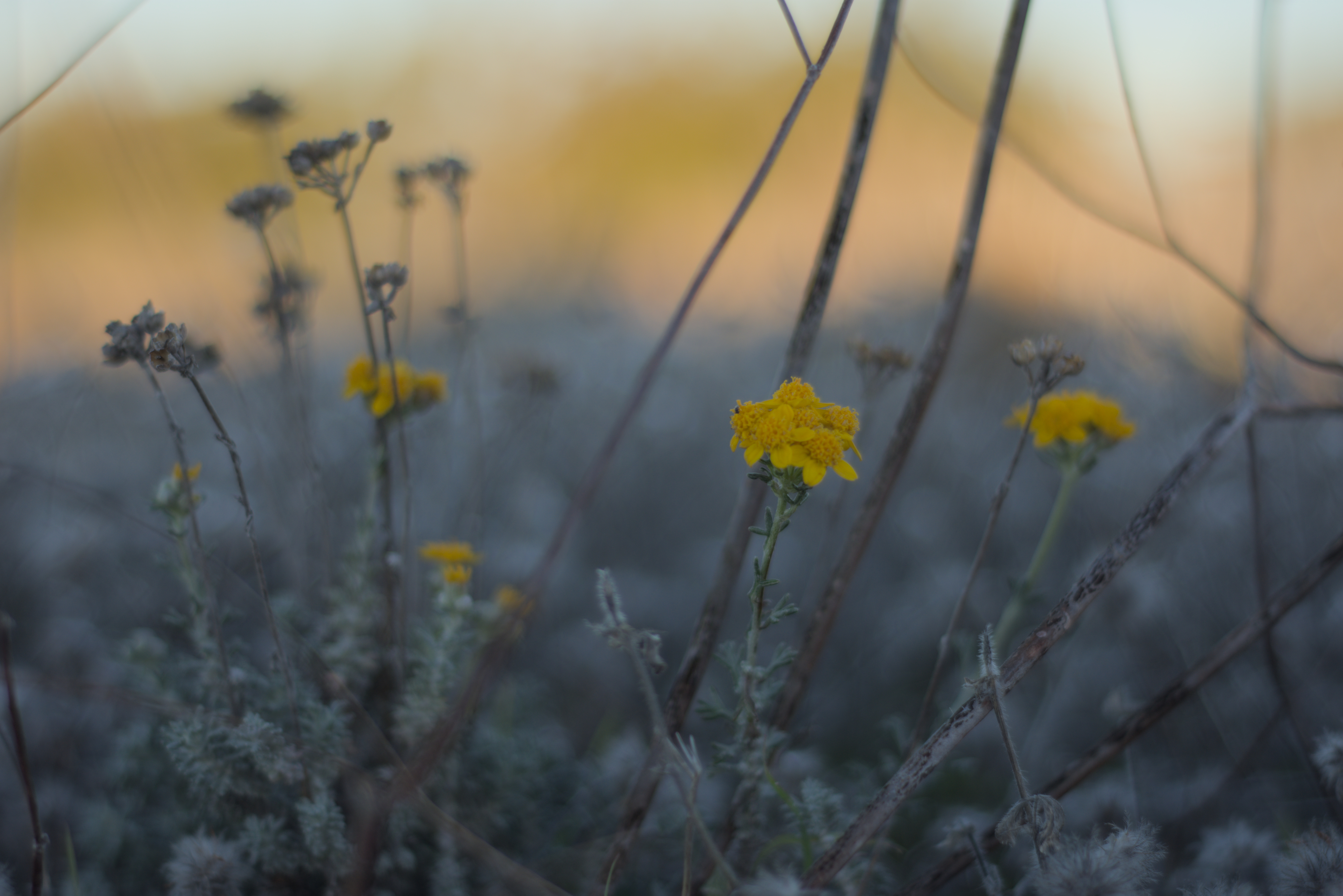 photo of a flower