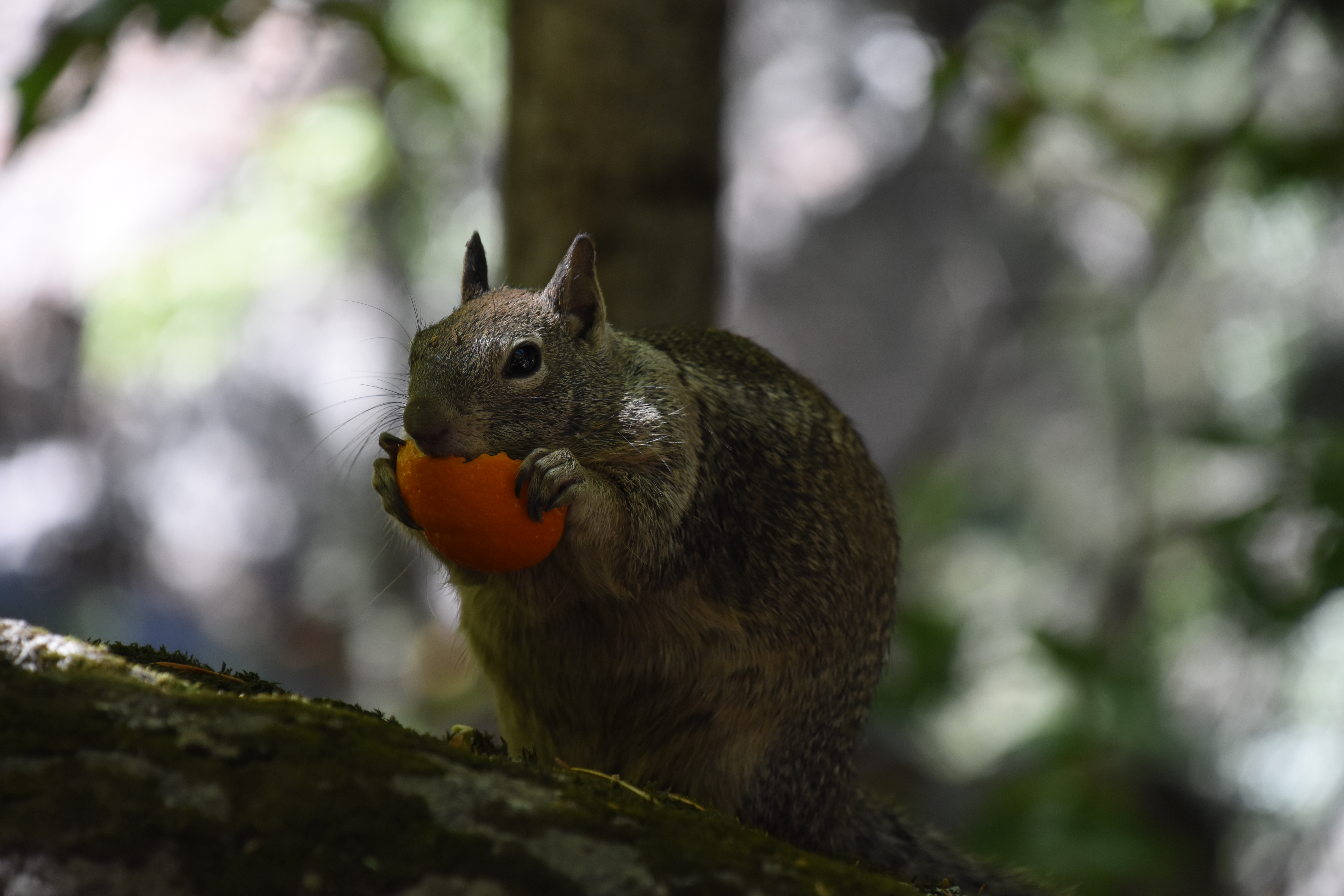 photo of squirrel eating an orange